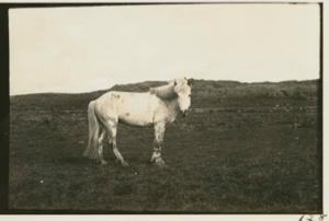 Image of Iceland pony